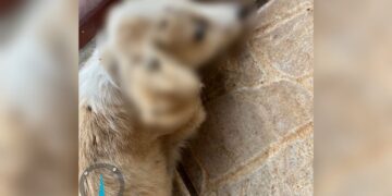 Cachorros m*rrem à míngua por “falta de tempo” do proprietário 