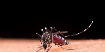 Aprenda a diferenciar os sintomas da dengue e da gripe