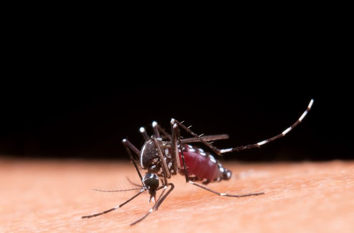 Aprenda a diferenciar os sintomas da dengue e da gripe