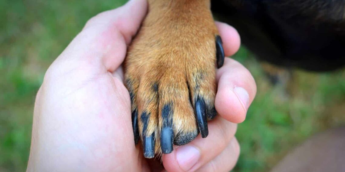 Cadastro no Sin.Patinhas e microchipagem de pets são realizados em Campo Grande