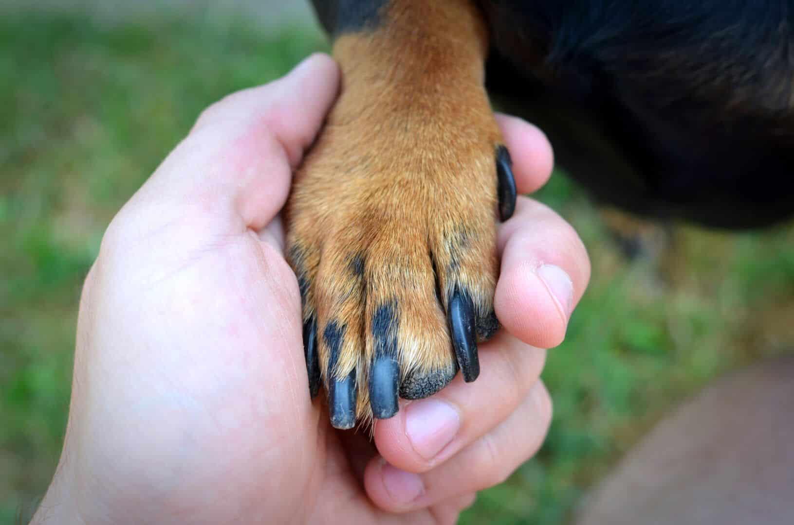 Médica veterinária da Capital é penalizada e recebe multa por descumprir código de ética 