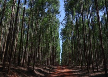 Vale da Celulose: protagonismo da indústria agroflorestal de MS repercurte e é destaque nacional