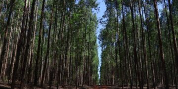 Vale da Celulose: protagonismo da indústria agroflorestal de MS repercurte e é destaque nacional