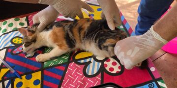 Com orientação e alerta a tutores, Subea atende mais de cem casos de denúncia de maus-tratos em fevereiro