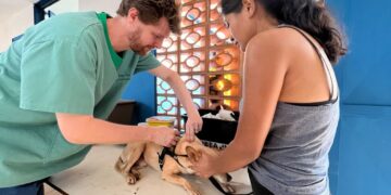 Prefs leva atendimento veterinário aos bairros e tutores comemoram consultas ofertadas aos pets 