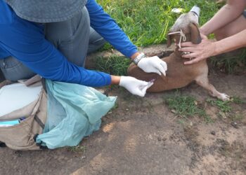 Na reta final, campanha de vacinação antirrábica deve percorrer mais de 300 mil imóveis até o fim do mês