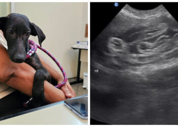 Convênio da Prefeitura salva vida de cachorrinha que tinha parasita raro nos rins