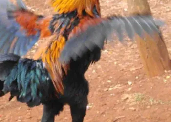 Mulher é atacada por galo e caso vai parar na polícia 