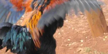 Mulher é atacada por galo e caso vai parar na polícia 