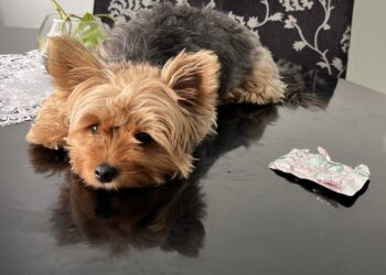 Automedicação em animais é algo que deve ser evitado alerta SUBEA