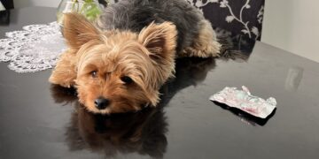 Automedicação em animais é algo que deve ser evitado alerta SUBEA