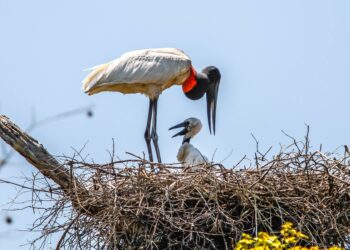Ministério do Meio Ambiente, MS e MT se unem em cooperação para proteção do Pantanal 