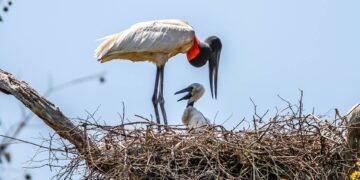 Ministério do Meio Ambiente, MS e MT se unem em cooperação para proteção do Pantanal 
