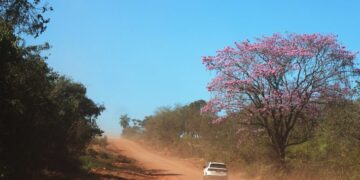 Campo Grande terá quinta-feira de sol, calor e máxima de 31 °C