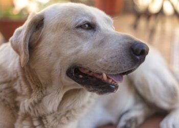 Câmara aprova projeto que amplia castrações de cães e gatos e Plano de Habitação Câmara aprova projeto que amplia castrações de cães e gatos e Plano de Habitação