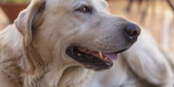 Que tal um novo amigo? Feira de adoção de animais acontece neste sábado