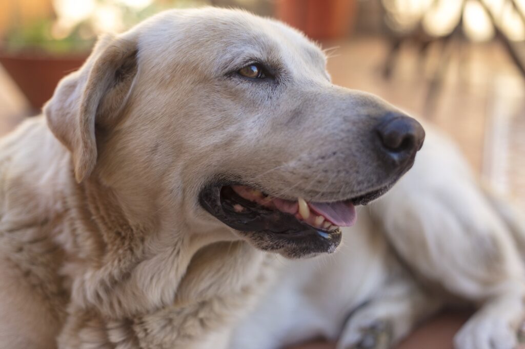 Que tal um novo amigo? Feira de adoção de animais acontece neste sábado