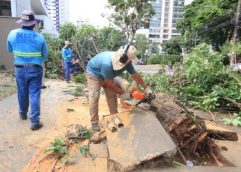 Chuvas: Prefeitura mantém equipes trabalhando na remoção de árvores e de “olho” nos pontos críticos de alagamentos