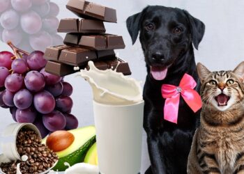 Subea adverte sobre alimentos que podem ser tóxicos para os pets