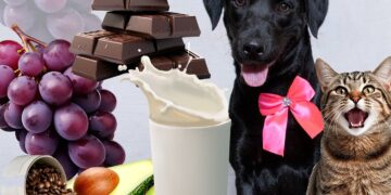 Subea adverte sobre alimentos que podem ser tóxicos para os pets