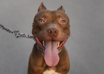 Criança de 3 anos é atacada por Pit Bull em Shopping