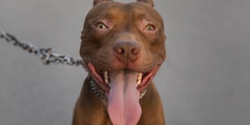 Criança de 3 anos é atacada por Pit Bull em Shopping