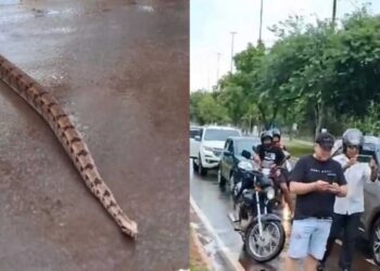 Vídeo: Jiboia para o trânsito no Parque dos Poderes em Campo Grande
