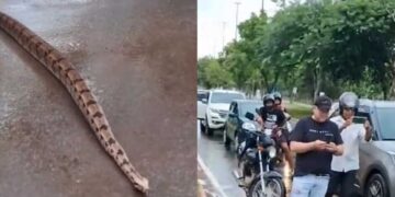 Vídeo: Jiboia para o trânsito no Parque dos Poderes em Campo Grande