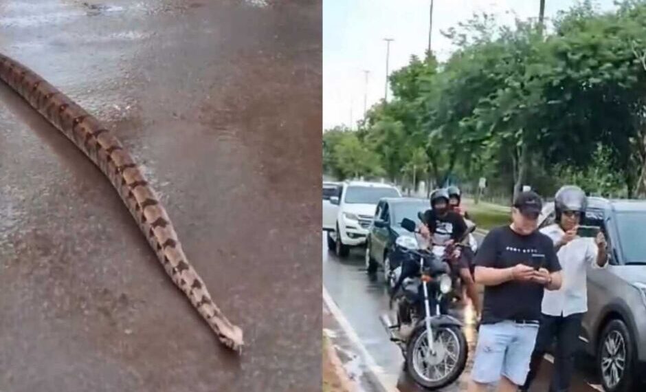 Vídeo: Jiboia para o trânsito no Parque dos Poderes em Campo Grande