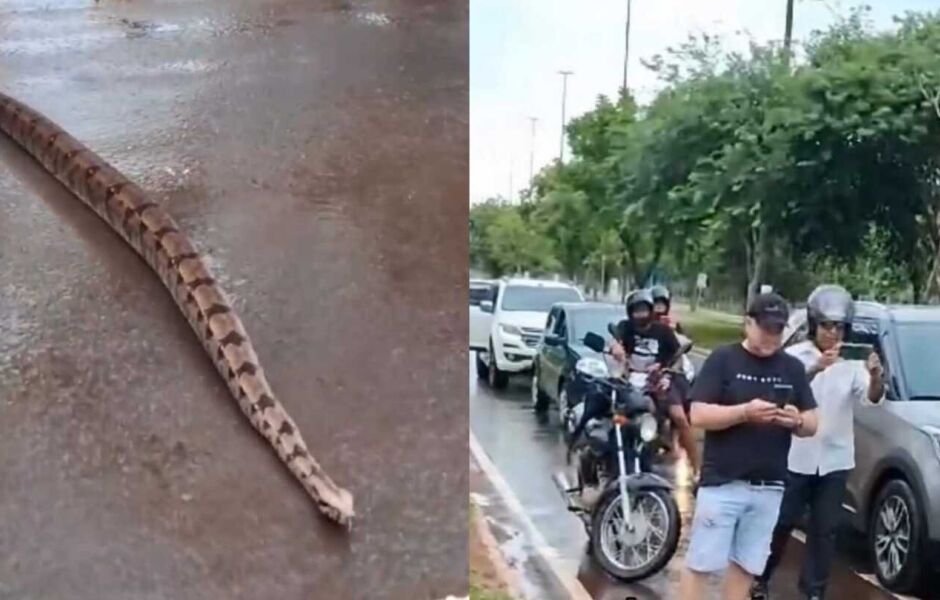 Vídeo: Jiboia para o trânsito no Parque dos Poderes em Campo Grande