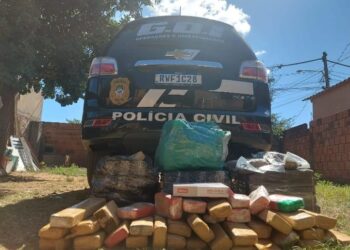 Mais de 80 kg de maconha são apreendidos pela Polícia Civil