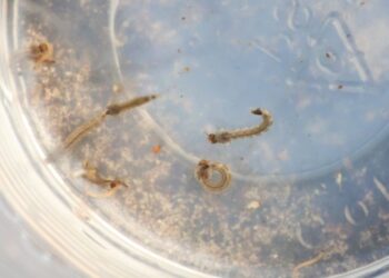 MS registra 9.155 casos confirmados de dengue