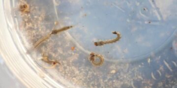 MS registra 9.155 casos confirmados de dengue