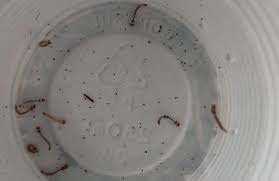 MS registra 9.864 casos confirmados de dengue no ano