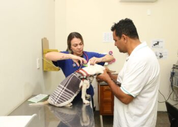 Prefeitura promove 1º Mutirão de microchipagem de cães e gatos em Campo Grande