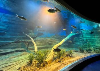 Dia Internacional da Biodiversidade será comemorado  com evento no Bioparque Pantanal