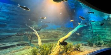 Dia Internacional da Biodiversidade será comemorado  com evento no Bioparque Pantanal