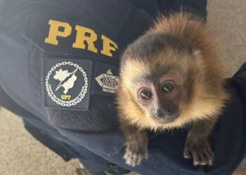PRF flagra macaco prego sendo traficado em Terenos