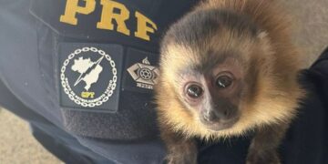 PRF flagra macaco prego sendo traficado em Terenos