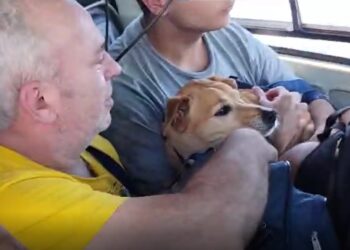 Crianças, idosos e animais são resgatados em helicóptero de MS