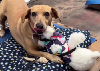 Vídeo: cachorros resgatados em enchentes no RS brincam com bichinhos de pelúcia e comovem internautas 