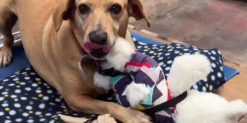 Vídeo: cachorros resgatados em enchentes no RS brincam com bichinhos de pelúcia e comovem internautas 