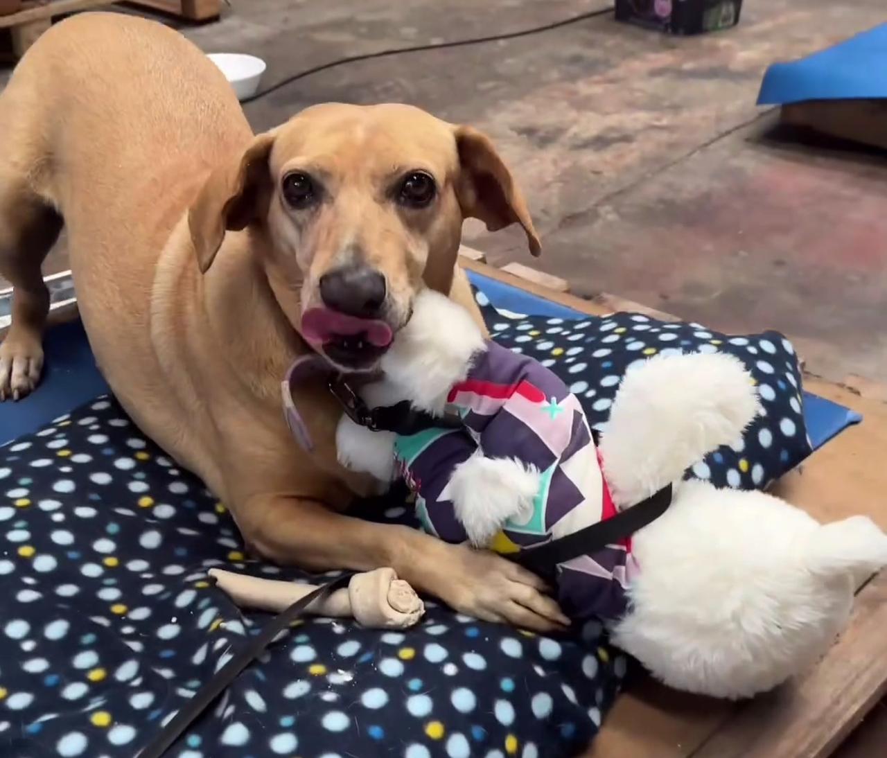 Vídeo: cachorros resgatados em enchentes no RS brincam com bichinhos de pelúcia e comovem internautas 