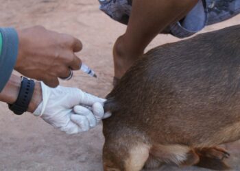 Prefeitura leva vacinação antirrábica de casa em casa a distrito de Anhanduí