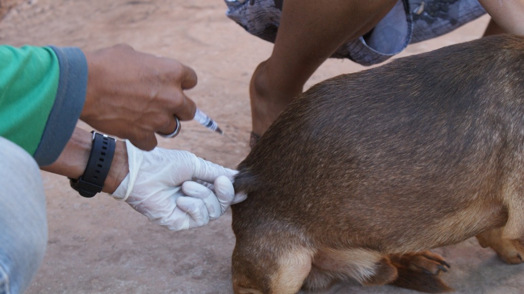 Saúde Única e prevenção às zoonoses: CCZ nas ruas acontece no Coophavilla ll