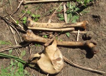 Ossada humana é encontrada em mata de fazenda em Inocência