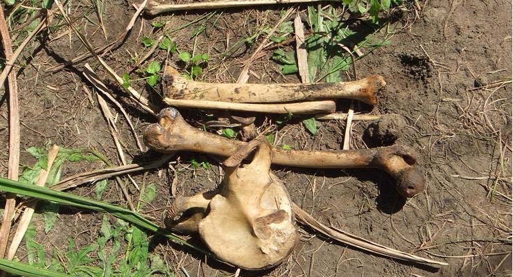 Ossada humana é encontrada em mata de fazenda em Inocência