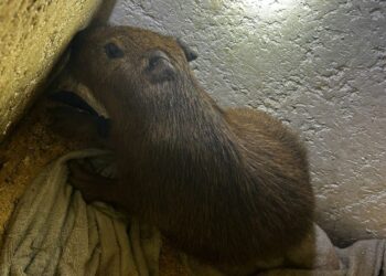 MS não é para amadores, polícia resgata filhote de capivara e fecha “boca de fumo” em Dourados