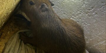 MS não é para amadores, polícia resgata filhote de capivara e fecha “boca de fumo” em Dourados