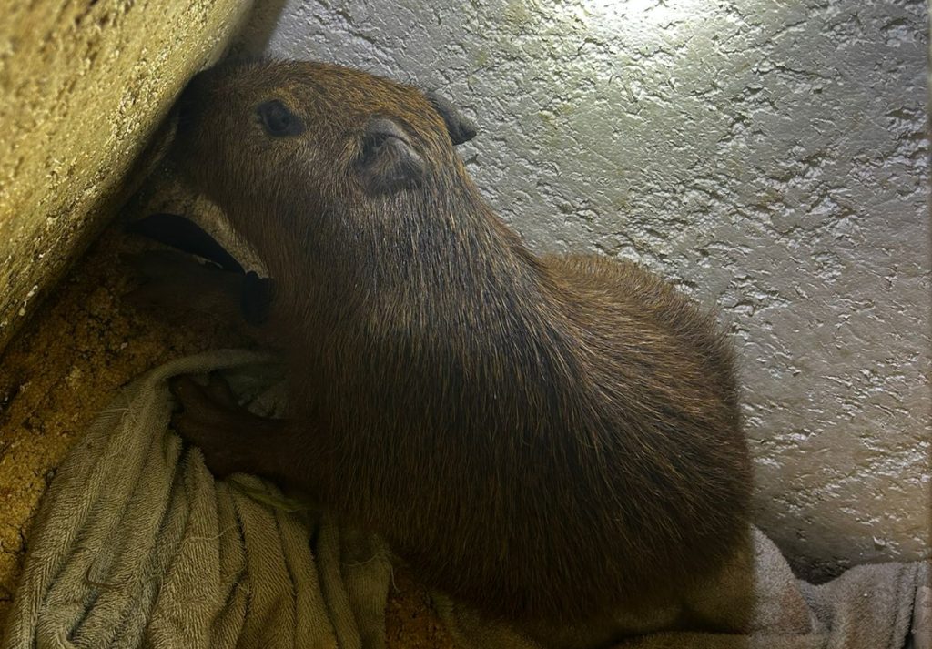 MS não é para amadores, polícia resgata filhote de capivara e fecha “boca de fumo” em Dourados